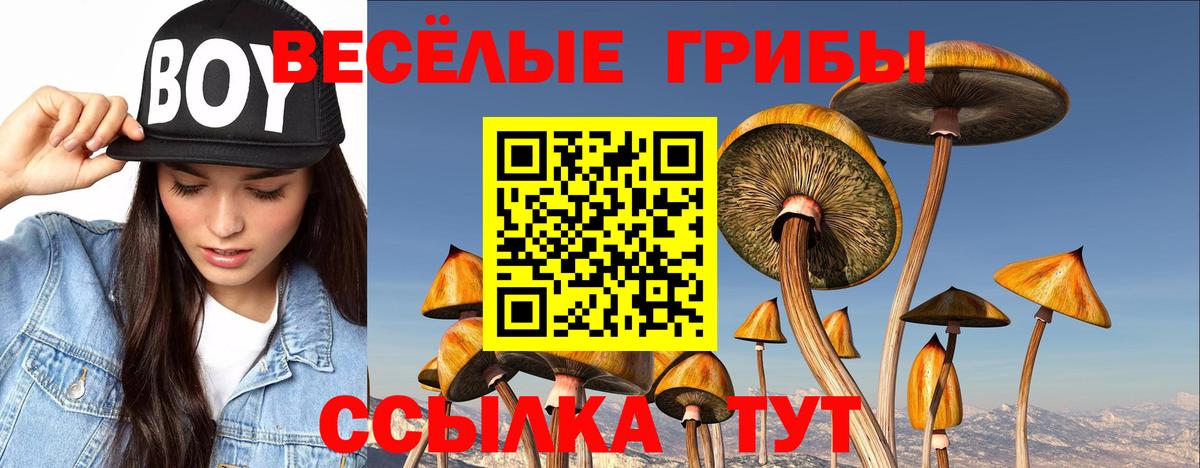 Псилоцибиновые грибы Psilocybine cubensis Северск